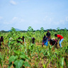 Tree planting