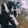 Methane, Markets and Food