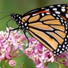 Orange and black monarch butterfly feeding on pink flowers