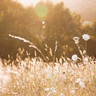 wildflower meadow
