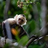 A white-faced capuchin monkey sitting on a tree.