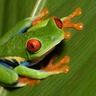Red-eyed tree frog on green leaf
