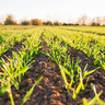  Golden hour and fresh field - spring time