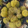 Aerial view of roundabout covered in trees with roads at different angles