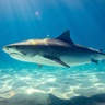 Tiger shark swimming underwater, with sunlight filtering through onto sandy seabed