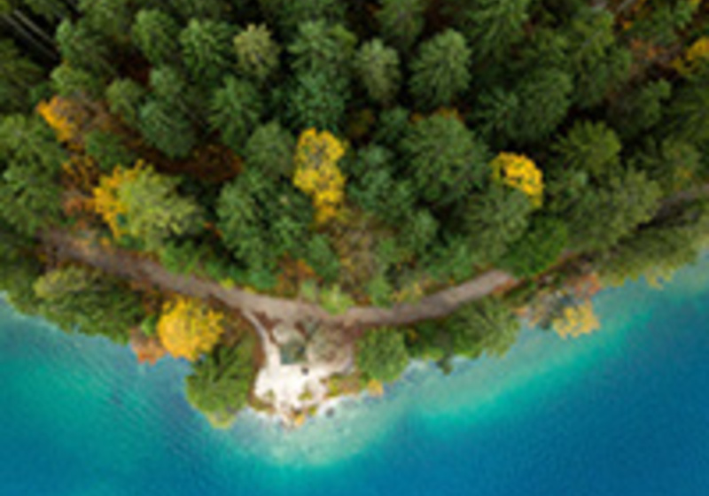 Aerial view of a dense forest meeting a shoreline, with tall evergreen trees and a few yellow‑leaved trees beside a narrow dirt path that runs along bright turquoise water.