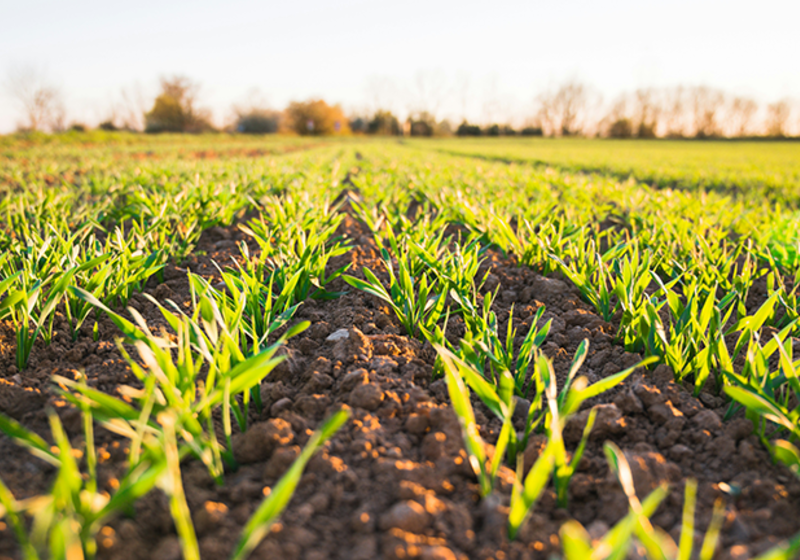  Golden hour and fresh field - spring time