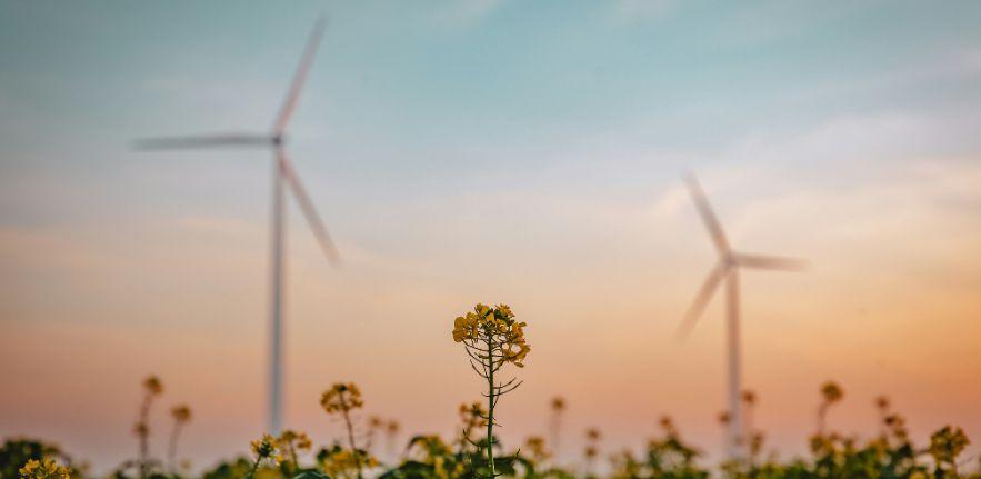 Wind turbines in the backgound of yellow flowers 