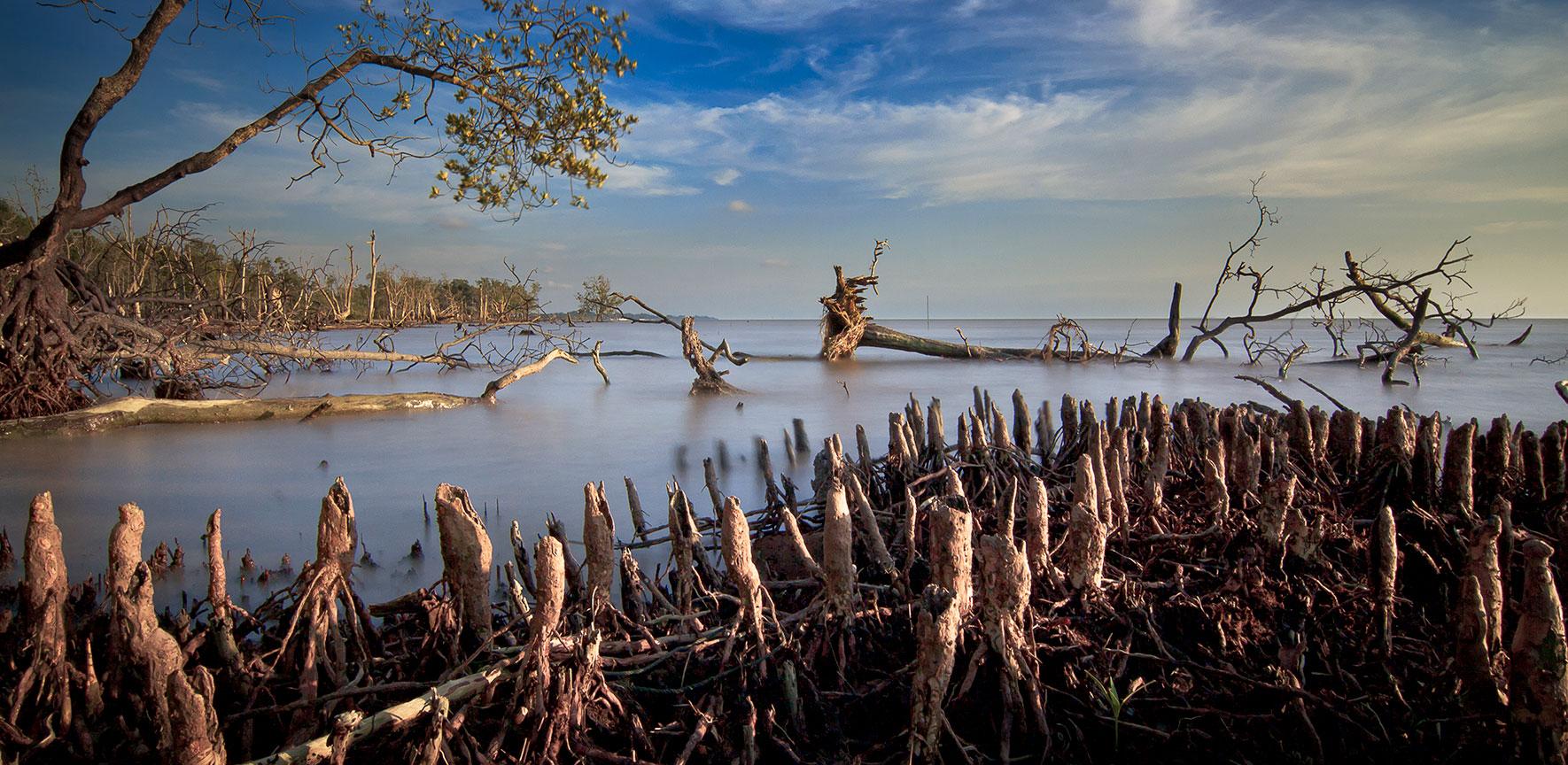 A mangrove swamp with clusters of upright aerial roots in the foreground, calm shallow water stretching into the distance, and several dead or fallen trees lying across the shoreline under a bright blue sky.