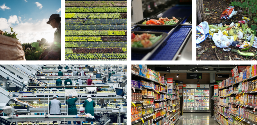Collage of the food system, workers on a farm, food production chain, food waste and distribution (supermarket)