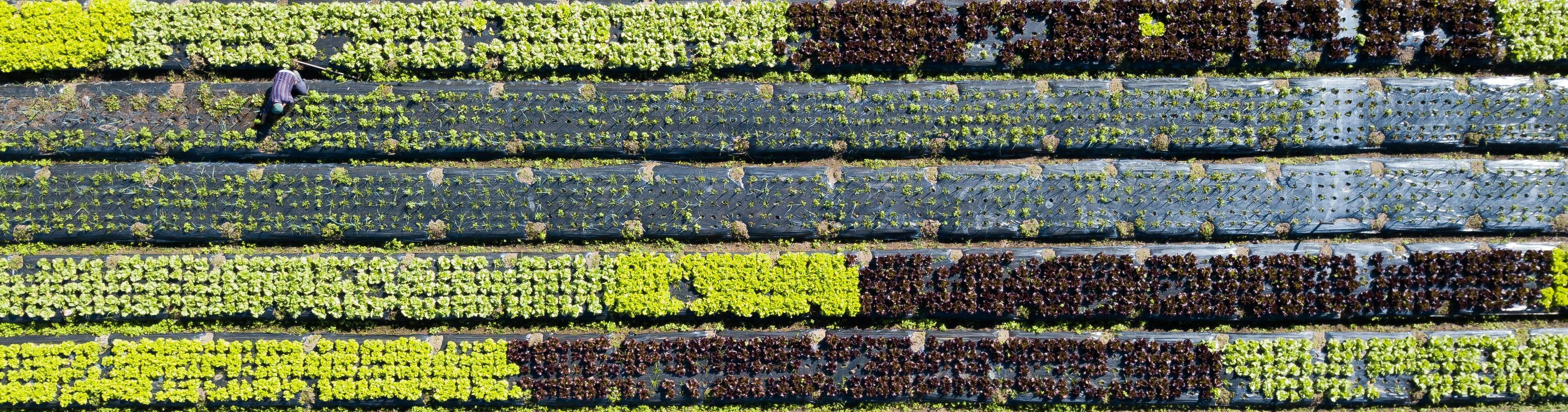 Regenerative agriculture