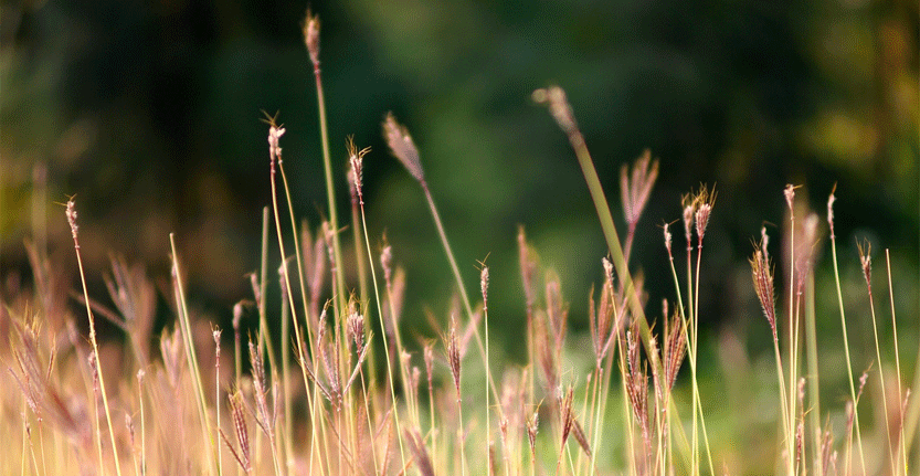 Grass.png Grass.png