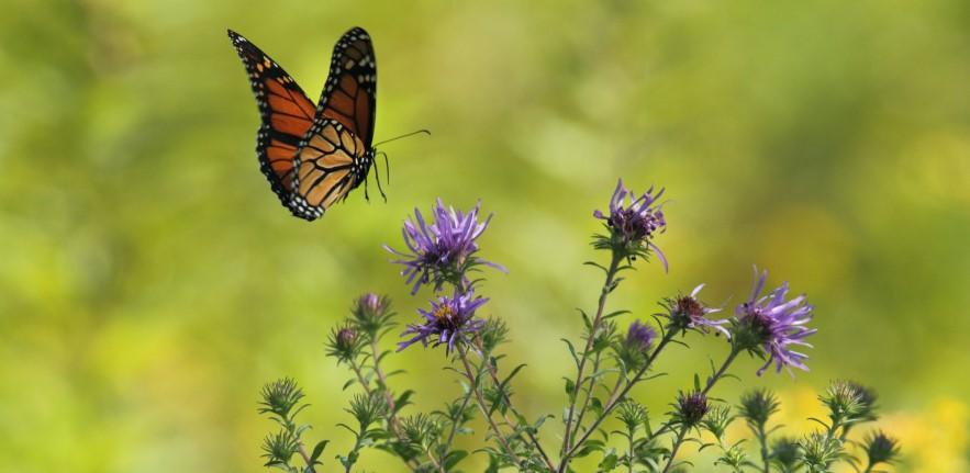 butterfly butterfly