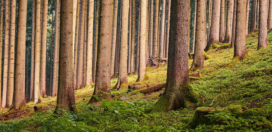 Forest Forest