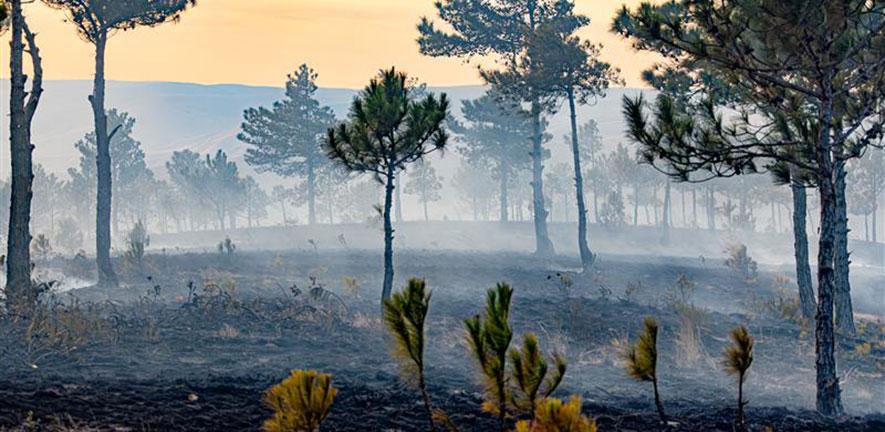 Pine forest burnt by forest fire