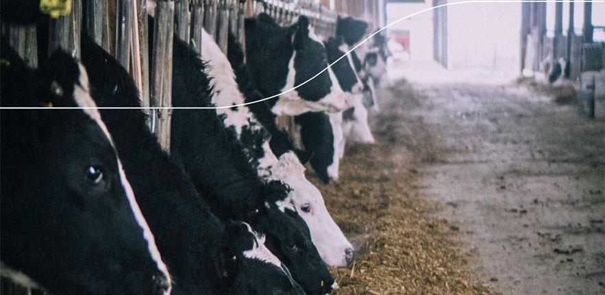 Methane, Markets and Food Methane, Markets and Food
