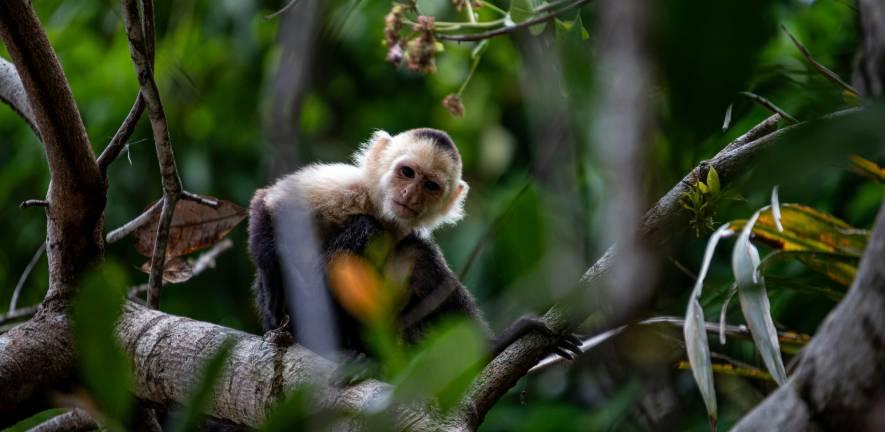 A white-faced capuchin monkey sitting on a tree. A white-faced capuchin monkey sitting on a tree.