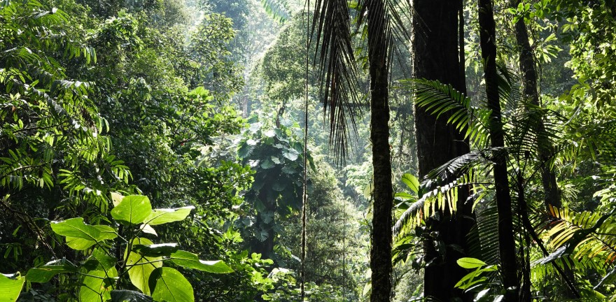 rainforest_ecosystem.jpg