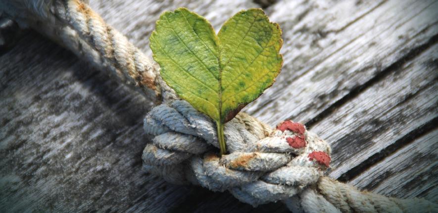 Knot in rope with leaf trapped. Photo by Kranich17 from Pixabay