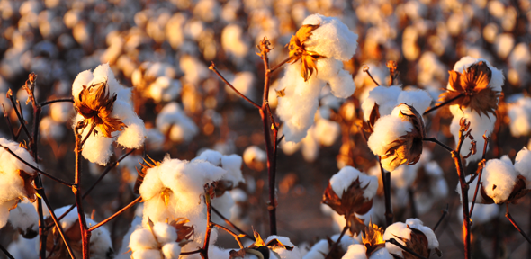 Cotton field:  Kimberly Vardeman https://www.flickr.com/photos/87542849@N00/6288748814